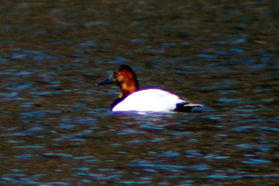 Canvasback 2008-03-13