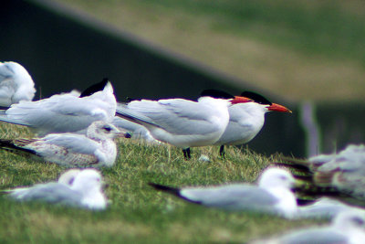 Caspian Tern 2008-04-09