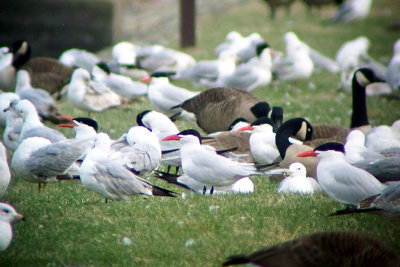 Caspian Tern 2008-04-10