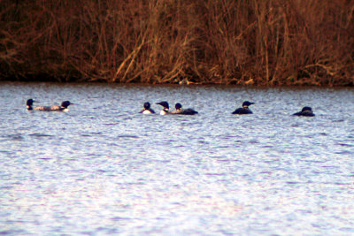 Common Loon 2008-03-23