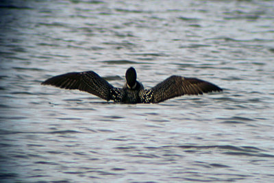 Common Loon 2008-03-29