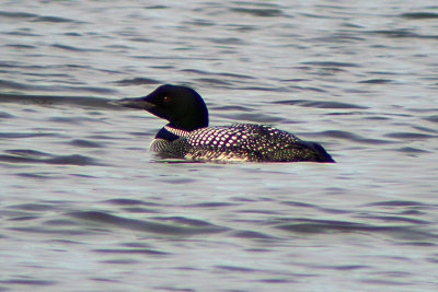 Common Loon 2008-03-29