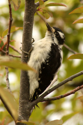 Downy Woodpecker 2008-09-11