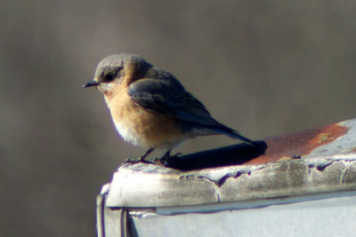 Eastern Bluebird 2008-04-15