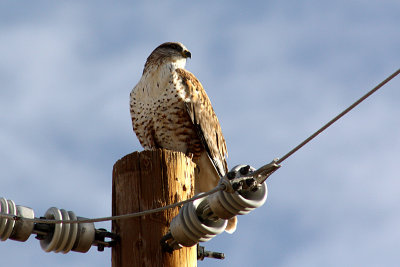 Ferruginous Hawk 2008-11-02