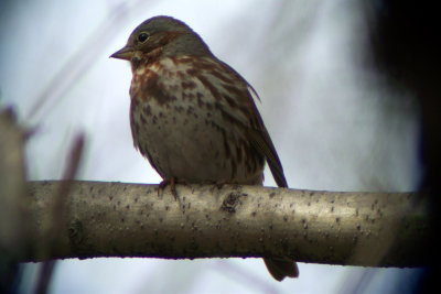 Fox Sparrow 2008-04-05