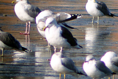 Great Black-backed Gull 2008-12-06