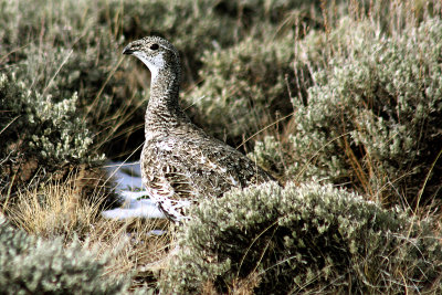 Greater Sage-Grouse 2008-11-09