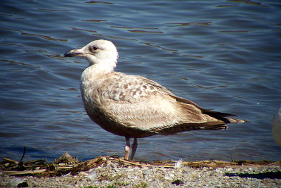Herring Gull 2008-04-02