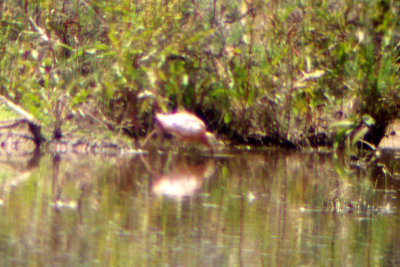 Long-billed Dowitcher 2008-07-26