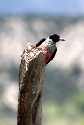 Lewis's Woodpecker 2008-05-18