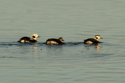 Long-tailed Duck 2008-11-16
