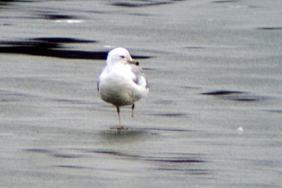 Ring-billed Gull 2008-03-15