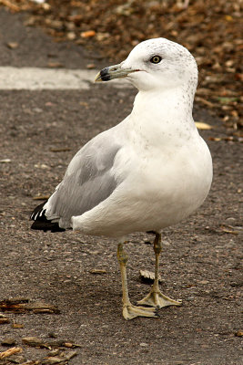 Ring-billed Gull 2008-10-02