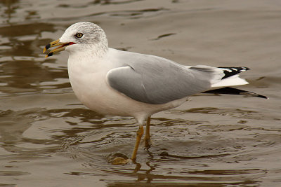 Ring-billed Gull 2008-11-29