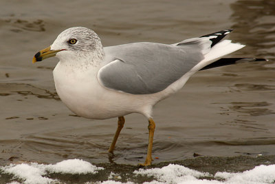 Ring-billed Gull 2008-11-29