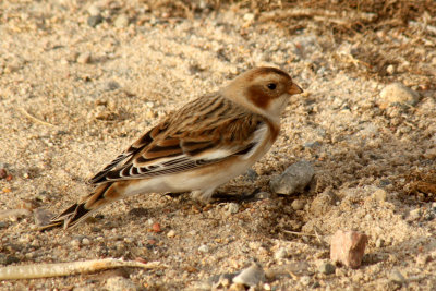 Snow Bunting 2008-10-31