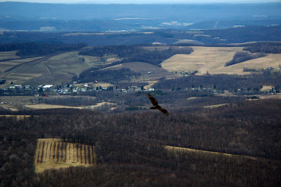 Turkey Vulture 2008-03-31