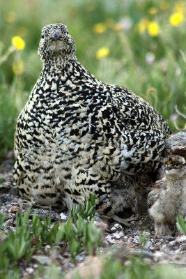 White-tailed Ptarmigan 2008-07-26