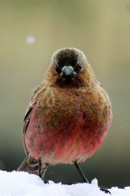 Brown-capped Rosy-Finch 2006-04-24