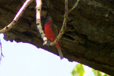 Painted Bunting 2006-07-18