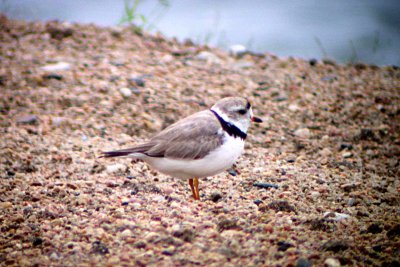 Piping Plover 2006-08-02