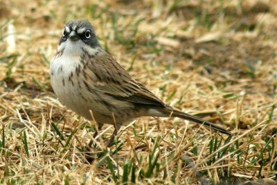 Sagebrush Sparrow 2006-03-10