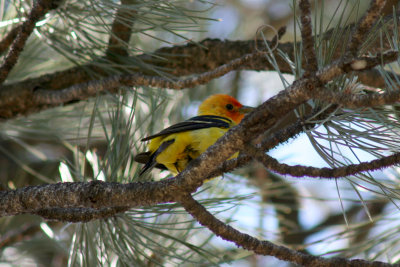 Western Tanager 2006-06-17