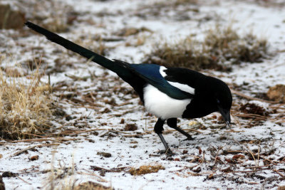 Black-billed Magpie 2009-01-23