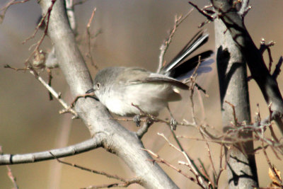 Black-capped Gnatcatcher 2009-02-13