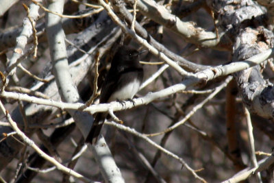 Black Phoebe 2009-01-11