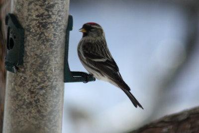 Common Redpoll 2009-01-13