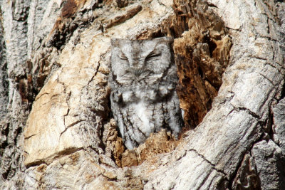 Eastern Screech-Owl 2009-01-17
