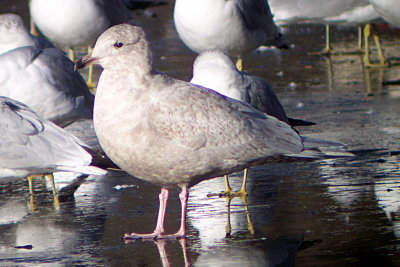 Iceland Gull 2009-01-11