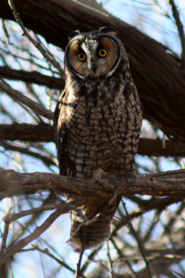 Long-eared Owl 2009-01-21