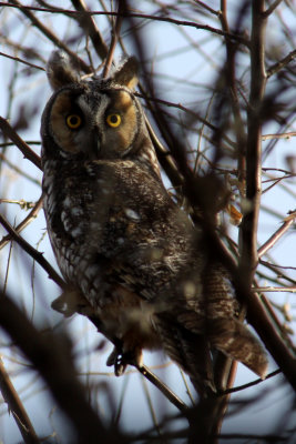 Long-eared Owl 2009-02-25