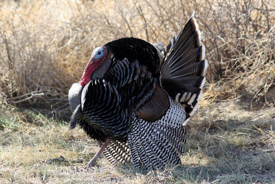 Wild Turkey 2009-03-22