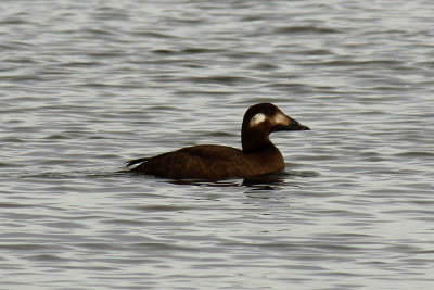 White-winged Scoter 2009-01-01