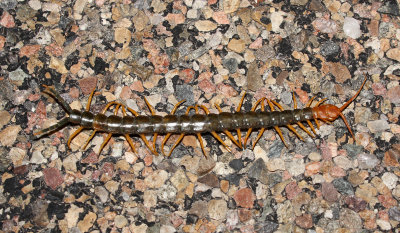 Centipede 2013-07-05 01 Highway 109 South of David Canyon Road - Otero CO.jpg