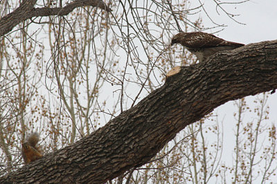 Red-tailed Hawk 2010-01-31