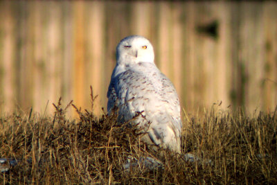 Snowy Owl 2010-01-11