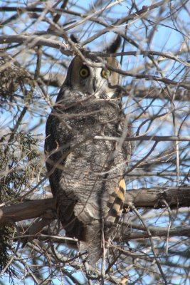 Long-eared Owl 2010-02-16