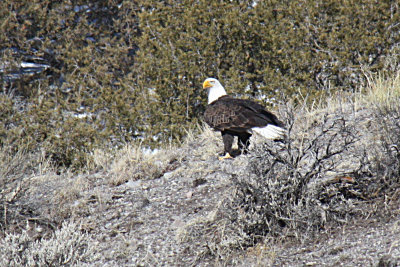 Bald Eagle 2010-03-07