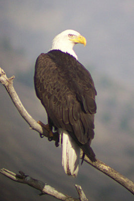 Bald Eagle 2010-04-11