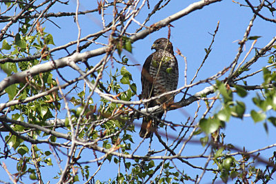 Broad-winged Hawk 2010-04-30