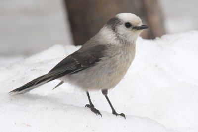 Gray Jay 2010-04-16