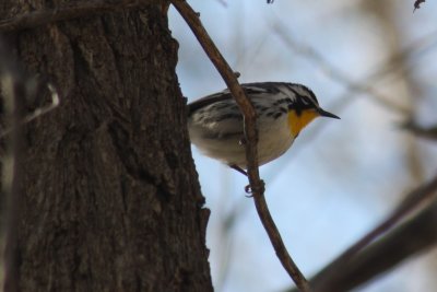 Yellow-throated Warbler 2010-04-09