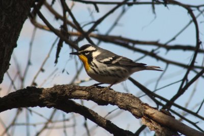 Yellow-throated Warbler 2010-04-09
