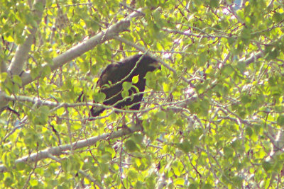 Common Black-Hawk 2010-05-16
