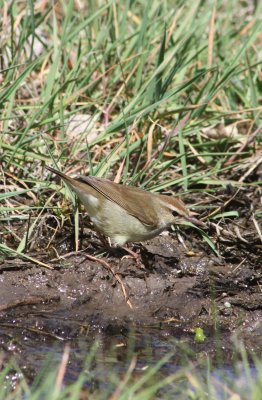 Swainson's Warbler 2010-05-07